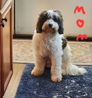 Conner, a male Miniature Bernedoodle for sale in Dandridge, TN – 8 of 8
