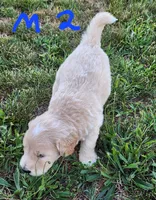 Toby moyen, a male Goldendoodle for sale in Dandridge, TN – 5 of 9
