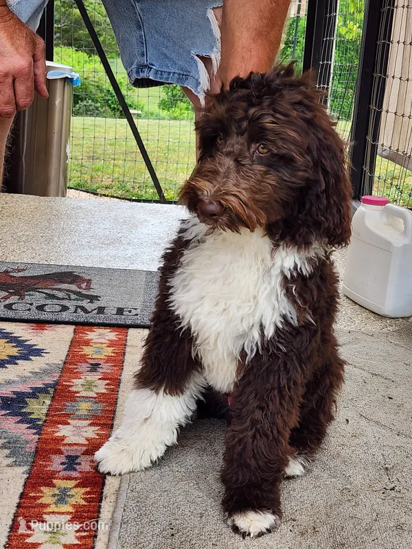 Thaddeus  – Aussiedoodle puppy for sale in Dandridge, TN