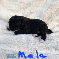 Conner, a male Miniature Bernedoodle for sale in Dandridge, TN – 4 of 8