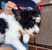 Katie, a female Miniature Bernedoodle for sale in Dandridge, TN – 6 of 7