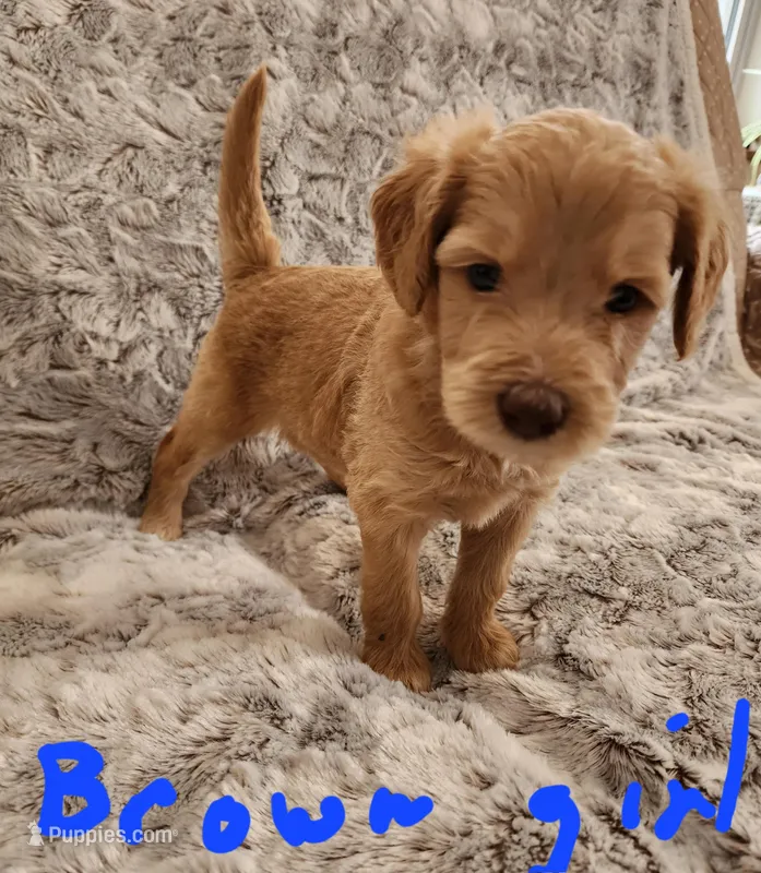 Brown girl, a female Goldendoodle for sale in Dandridge, TN – Photo 1 of 2