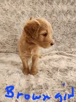 Brown girl, a female Goldendoodle for sale in Dandridge, TN – Photo 2 of 2