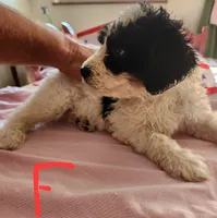 Katie reasonable offer , a female Miniature Bernedoodle for sale in Dandridge, TN – 10 of 10