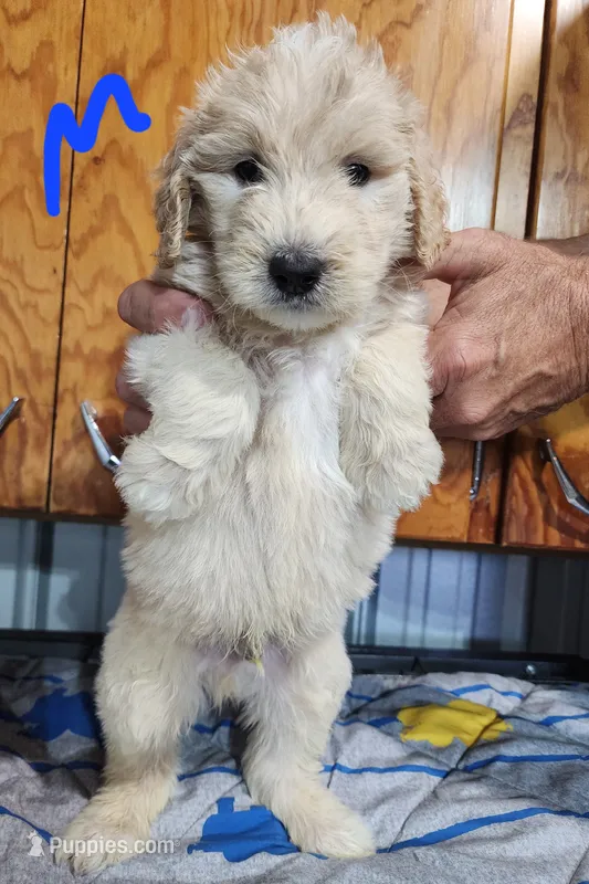 Toby moyen pending  – Goldendoodle puppy for sale in Dandridge, TN