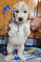 Toby moyen pending , a male Goldendoodle for sale in Dandridge, TN – 1 of 10