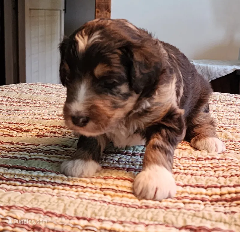 Manning  – Miniature Bernedoodle puppy for sale in Dandridge, TN