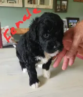 May bell reasonable offer , a female Miniature Bernedoodle for sale in Dandridge, TN – 5 of 8