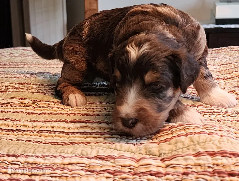 Manning  – Miniature Bernedoodle puppy for sale in Dandridge, TN