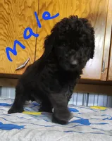 Rich moyen pending , a male Goldendoodle for sale in Dandridge, TN – 3 of 7