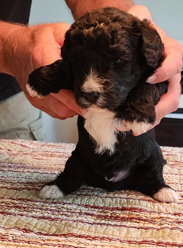 Conner – Miniature Bernedoodle puppy for sale in Dandridge, TN
