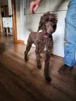 Pepper, a female Poodle - Standard  for sale in Dandridge, TN – 4 of 4