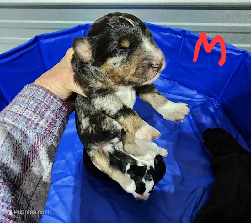Manning  – Miniature Bernedoodle puppy for sale in Dandridge, TN