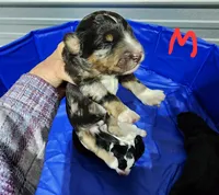Manning , a male Miniature Bernedoodle for sale in Dandridge, TN – 2 of 3