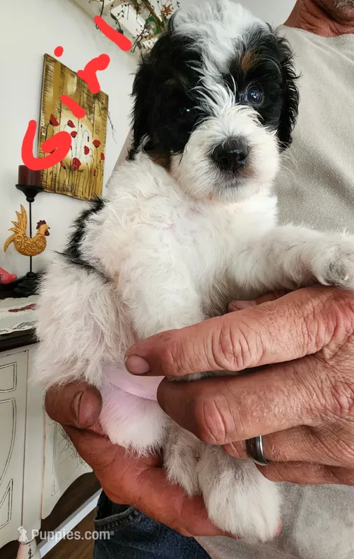 Katie  – Miniature Bernedoodle puppy for sale in Dandridge, TN