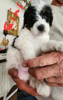 Katie reasonable offer , a female Miniature Bernedoodle for sale in Dandridge, TN – 1 of 10