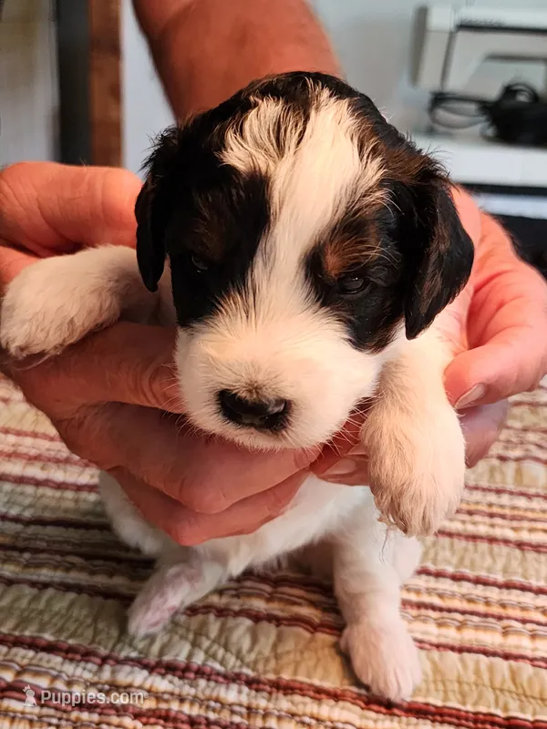 Katie – Miniature Bernedoodle puppy for sale in Dandridge, TN
