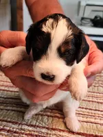 Katie on hold but still ask, a female Miniature Bernedoodle for sale in Dandridge, TN – 4 of 9