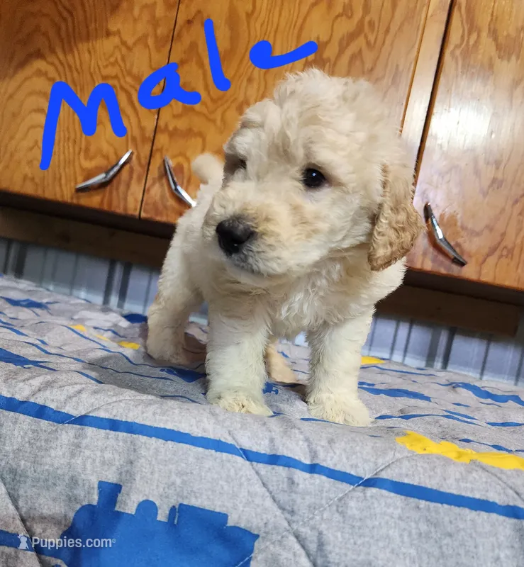 Tim moyen – Goldendoodle puppy for sale in Dandridge, TN