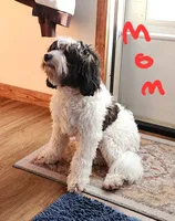 Katie, a female Miniature Bernedoodle for sale in Dandridge, TN – 8 of 8