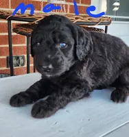 Rich moyen, a male Goldendoodle for sale in Dandridge, TN – 2 of 4