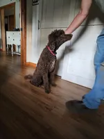 Pepper, a female Poodle - Standard  for sale in Dandridge, TN – 2 of 4