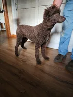 Pepper, a female Poodle - Standard  for sale in Dandridge, TN – 3 of 4