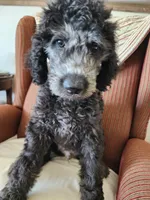 Bodi  moyen/ medium, a male Goldendoodle for sale in Dandridge, TN – 1 of 4