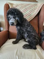 Bodi  moyen/ medium, a male Goldendoodle for sale in Dandridge, TN – 2 of 4