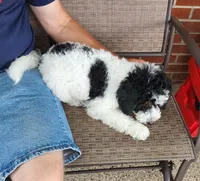 Katie, a female Miniature Bernedoodle for sale in Dandridge, TN – 4 of 7