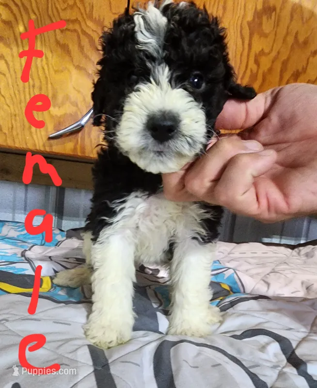Cassie moyen size – Goldendoodle puppy for sale in Dandridge, TN