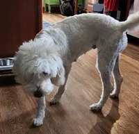 Macy moyen size, a female English Goldendoodle for sale in Dandridge, TN – 3 of 3