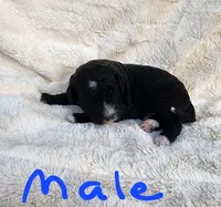 Conner, a male Miniature Bernedoodle for sale in Dandridge, TN – 5 of 8