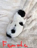 Katie, a female Miniature Bernedoodle for sale in Dandridge, TN – 1 of 8