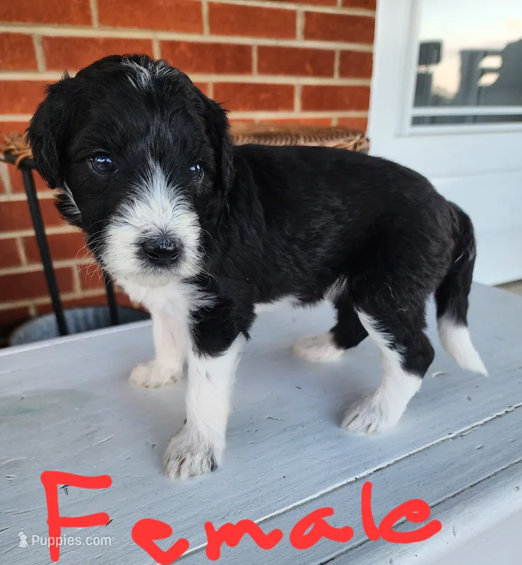 Bethany  moyen – Goldendoodle puppy for sale in Dandridge, TN