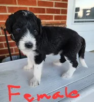 Bethany  moyen, a female Goldendoodle for sale in Dandridge, TN – 1 of 6