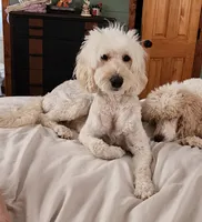 Macy moyen size, a female English Goldendoodle for sale in Dandridge, TN – 1 of 3