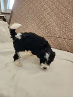 Cassie moyen size, a female Goldendoodle for sale in Dandridge, TN – 3 of 3