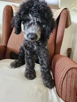 Bodi  moyen/ medium, a male Goldendoodle for sale in Dandridge, TN – 3 of 4