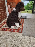 Thaddeus , a male Aussiedoodle for sale in Dandridge, TN – 4 of 5