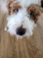 Annie , a female Miniature Bernedoodle for sale in Dandridge, TN – 2 of 6