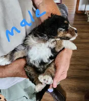 Manning reasonable offer, a male Miniature Bernedoodle for sale in Dandridge, TN – 8 of 10
