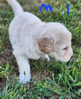 Tim moyen, a male Goldendoodle for sale in Dandridge, TN – 4 of 6