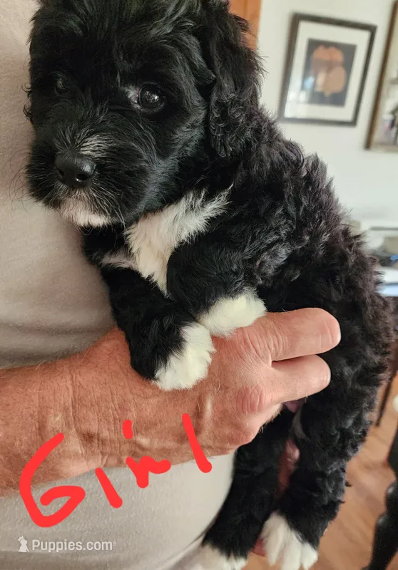 May bell – Miniature Bernedoodle puppy for sale in Dandridge, TN