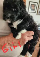 May bell reasonable offer , a female Miniature Bernedoodle for sale in Dandridge, TN – 2 of 8