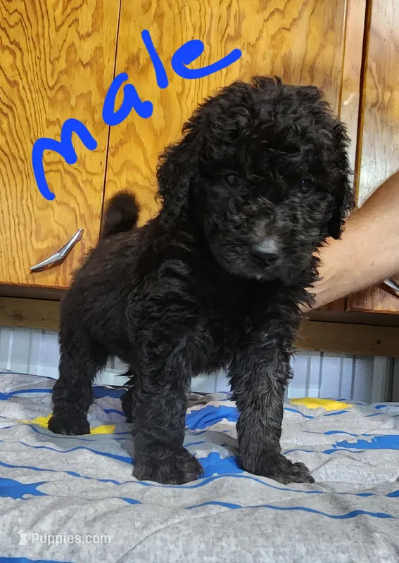 Rich moyen – Goldendoodle puppy for sale in Dandridge, TN