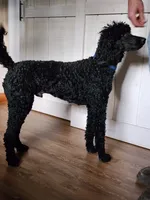 Pete small standard , a male Poodle - Standard  for sale in Dandridge, TN – 3 of 4