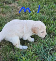Tim moyen, a male Goldendoodle for sale in Dandridge, TN – 3 of 6