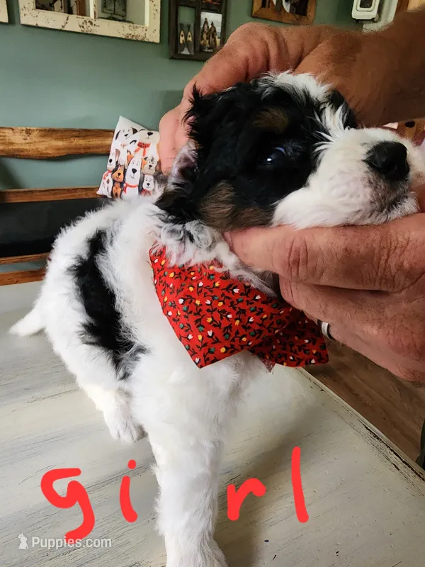 Katie on hold but still ask – Miniature Bernedoodle puppy for sale in Dandridge, TN