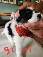 Katie on hold but still ask, a female Miniature Bernedoodle for sale in Dandridge, TN – 1 of 9